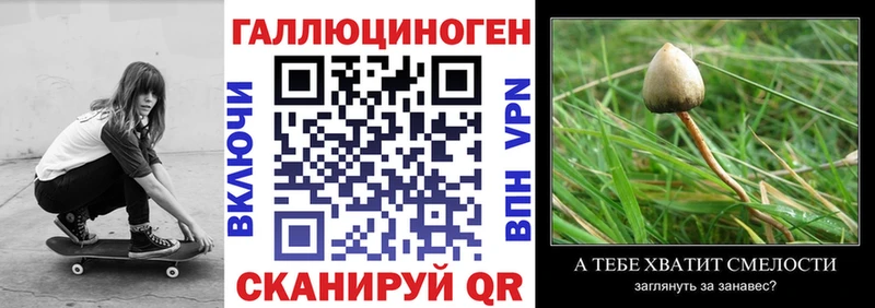 Псилоцибиновые грибы Psilocybine cubensis Бабушкин